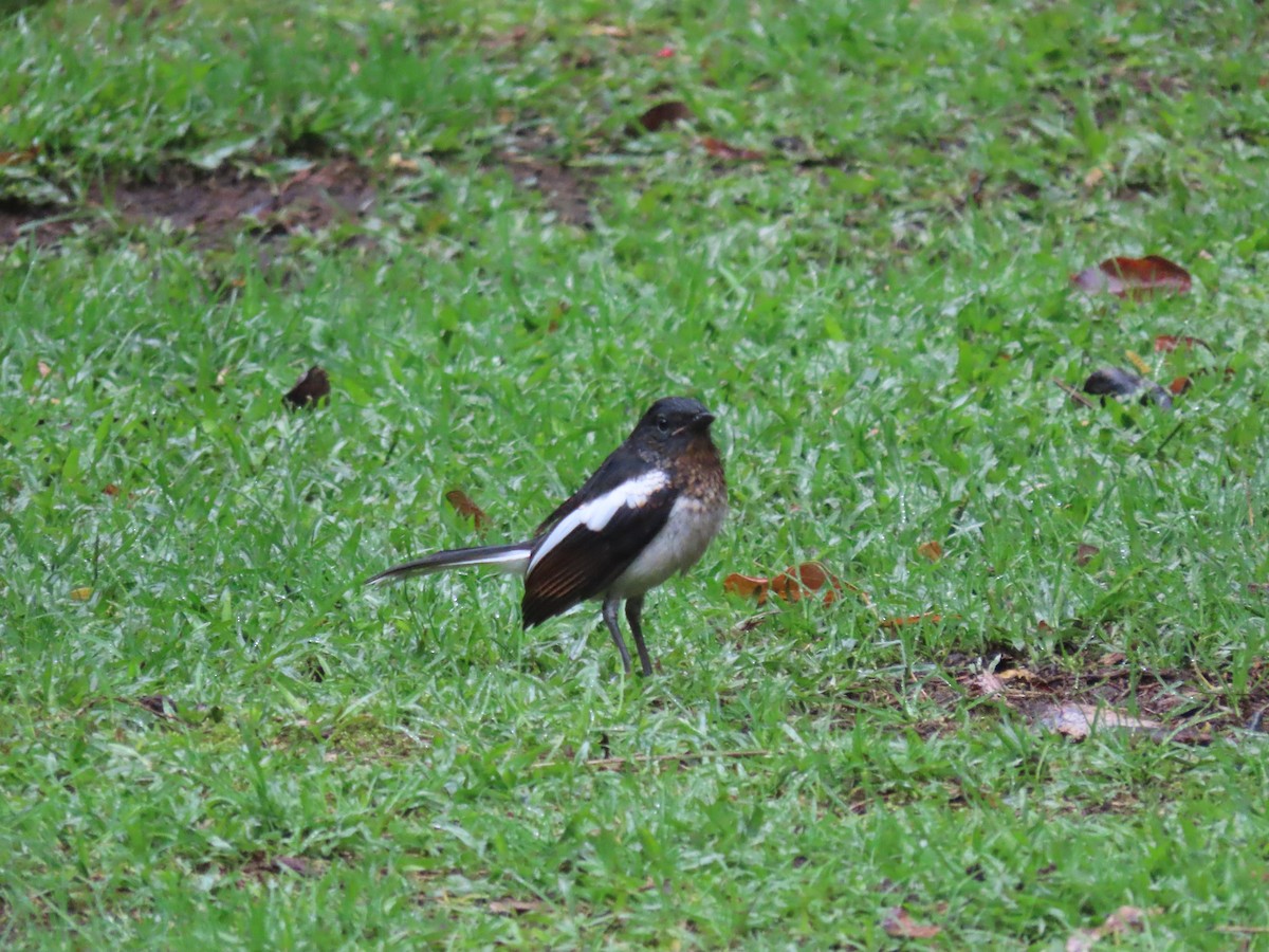 Oriental Magpie-Robin - ML636523159