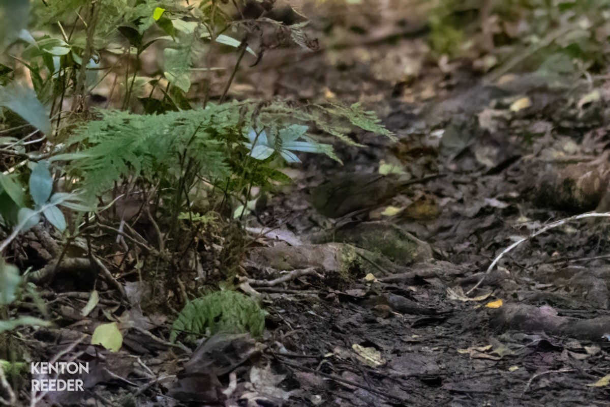 Rostdickichtvogel - ML636523166