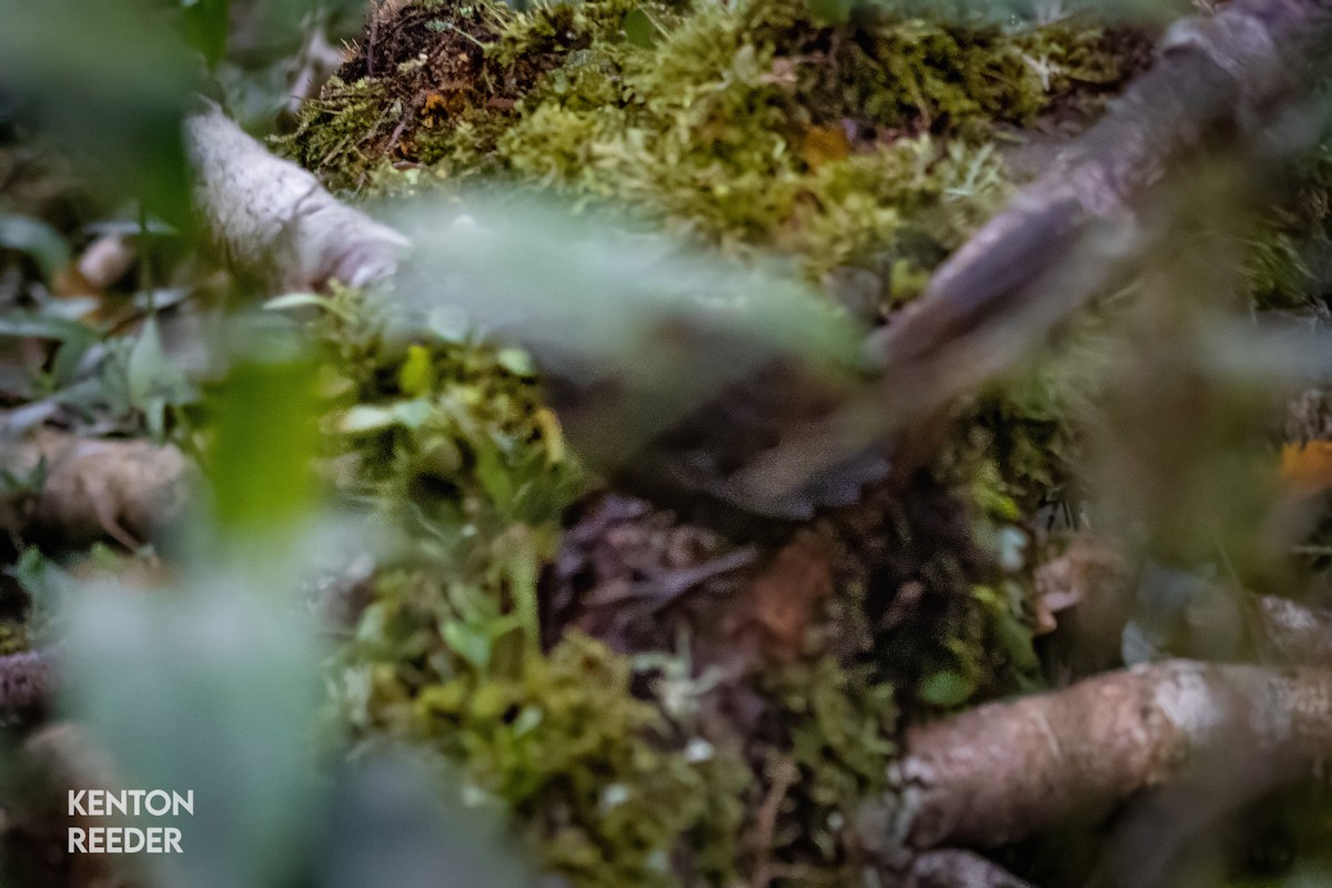 Rostdickichtvogel - ML636523168