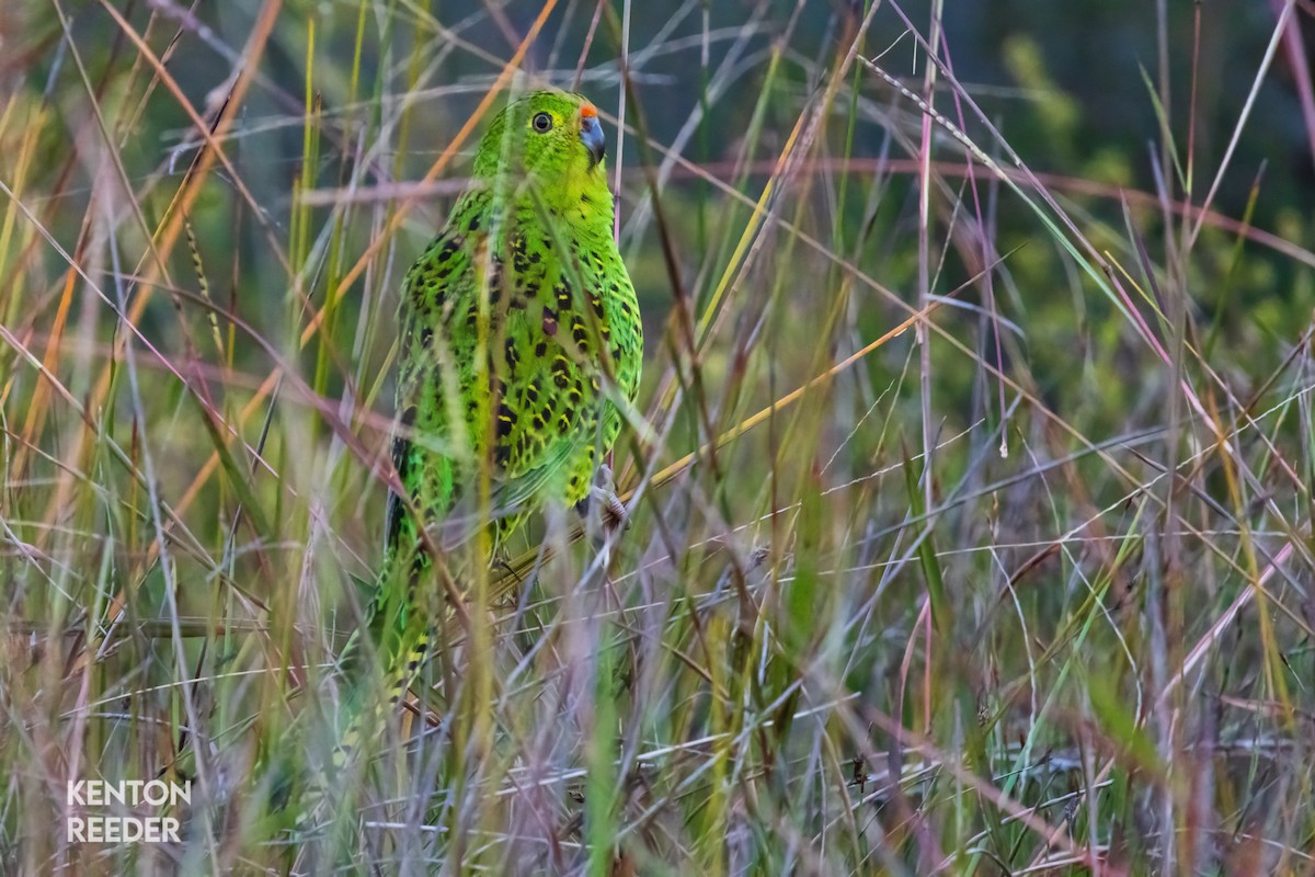 Ground Parrot - ML636523184