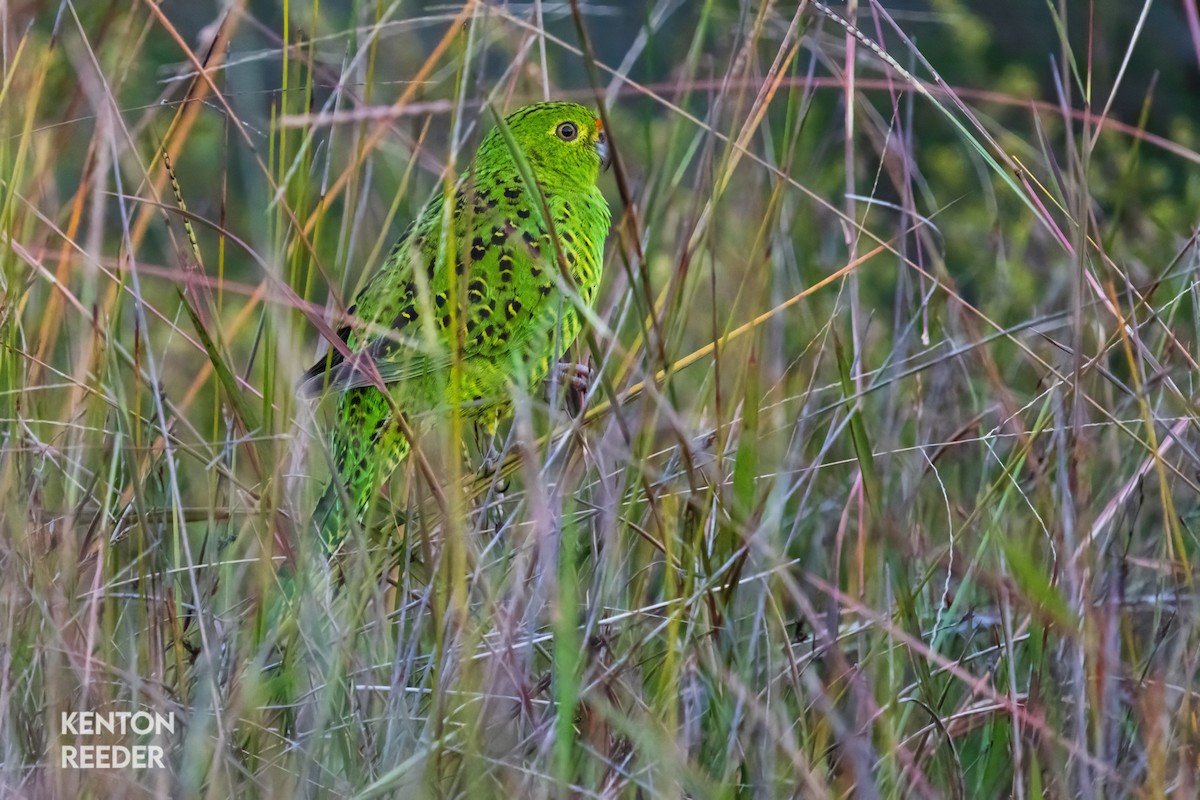 Ground Parrot - ML636523185