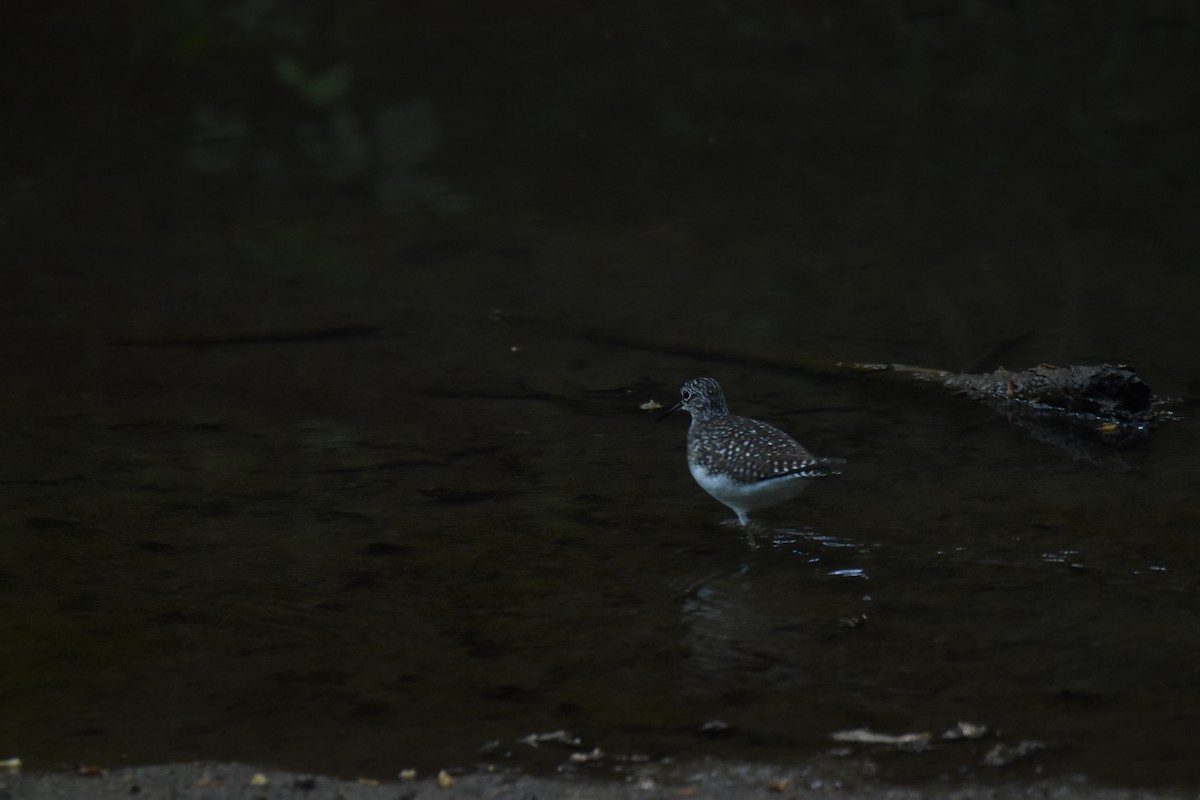 Solitary Sandpiper - ML636523232