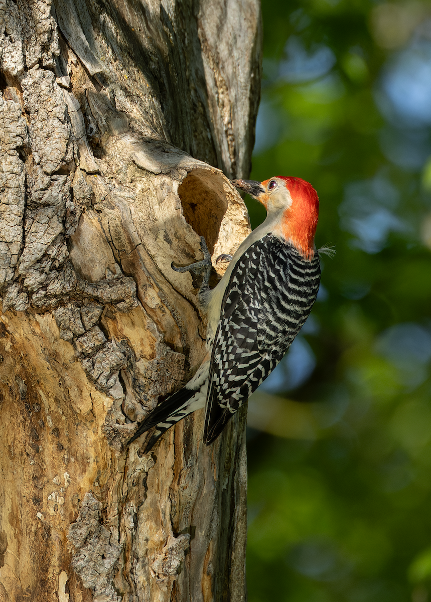 Red-bellied Woodpecker - ML636523249