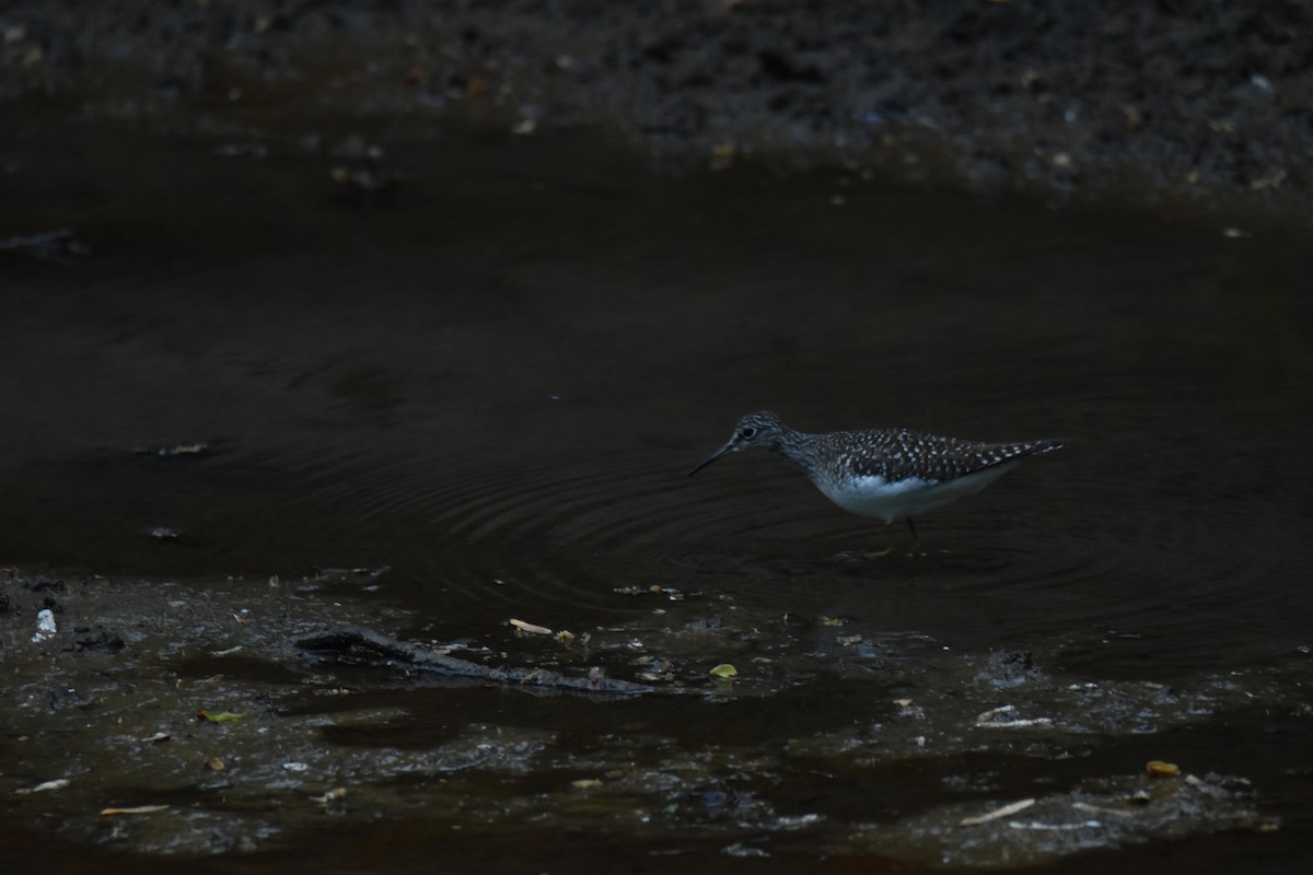Solitary Sandpiper - ML636523273