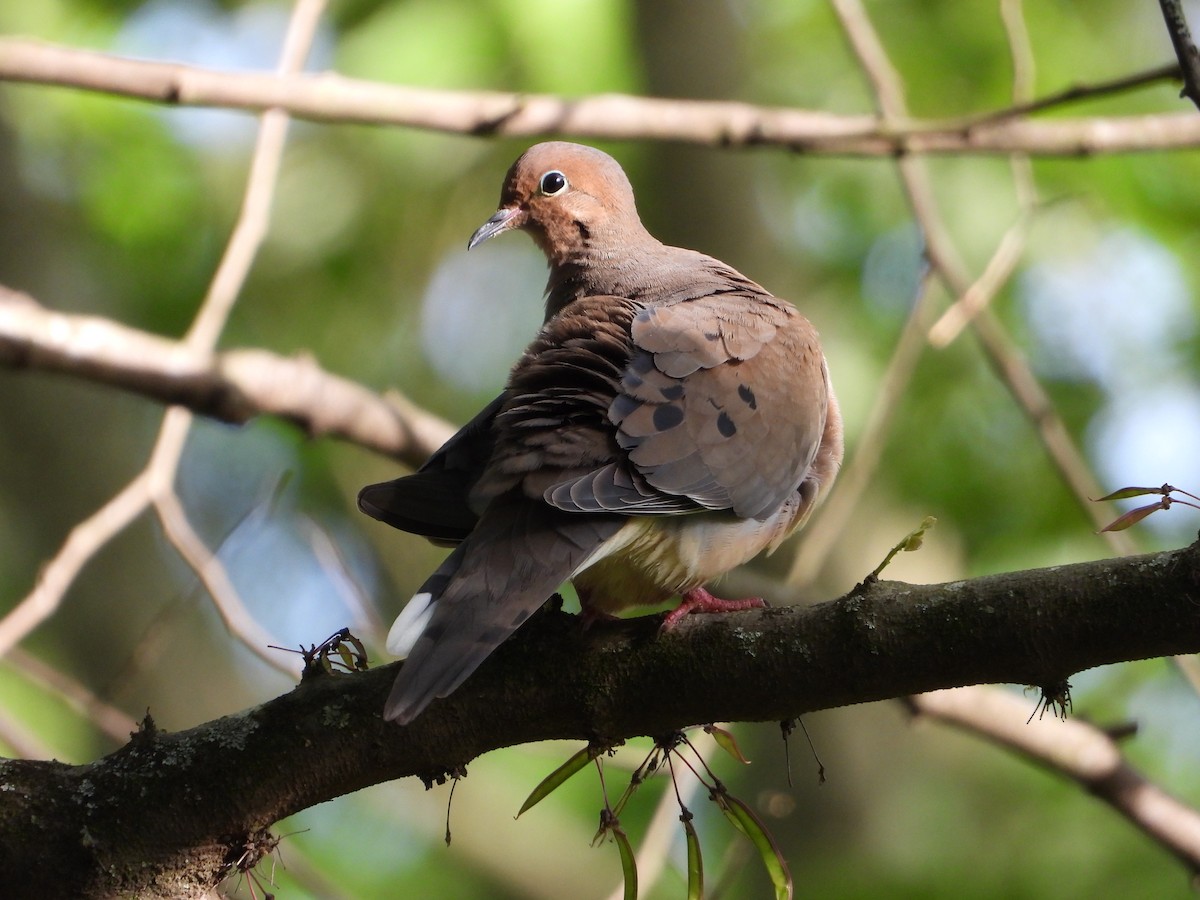 Mourning Dove - ML636523313