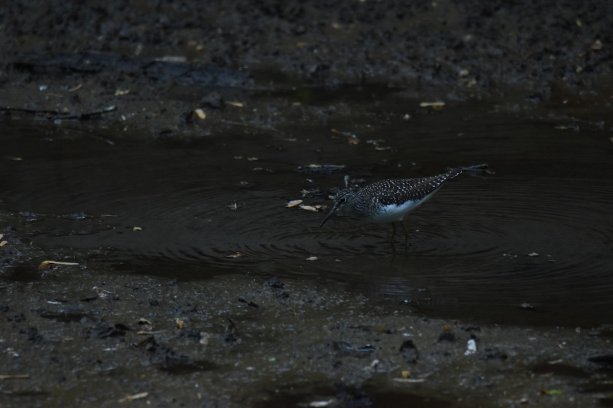 Solitary Sandpiper - ML636523392