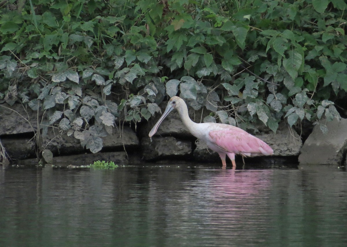 Roseate Spoonbill - ML63652351