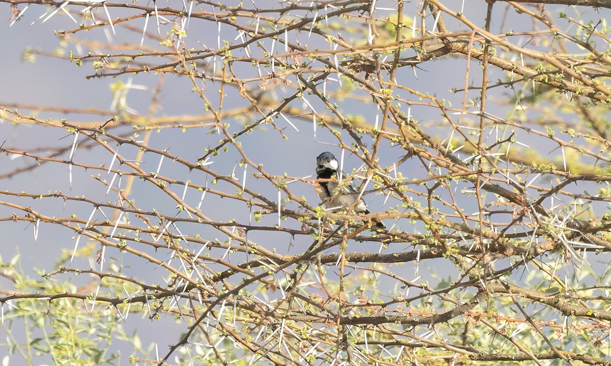 Somali Tit - ML636523662