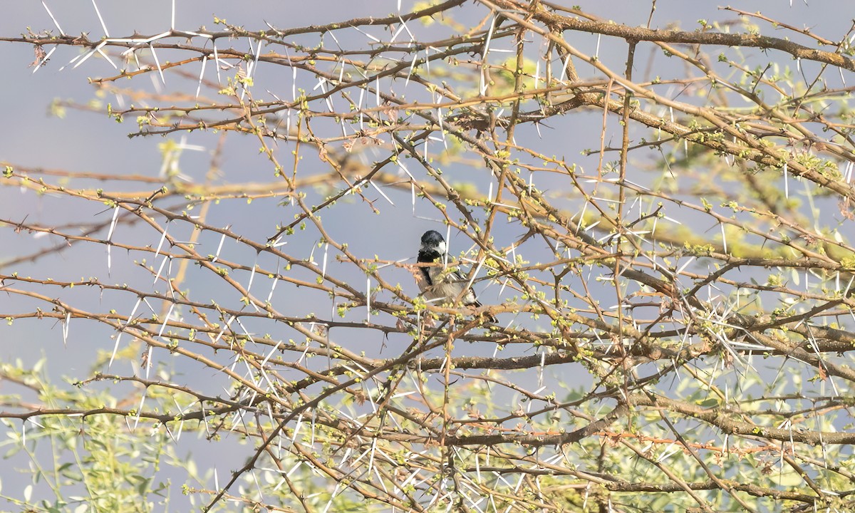 Somali Tit - ML636523663