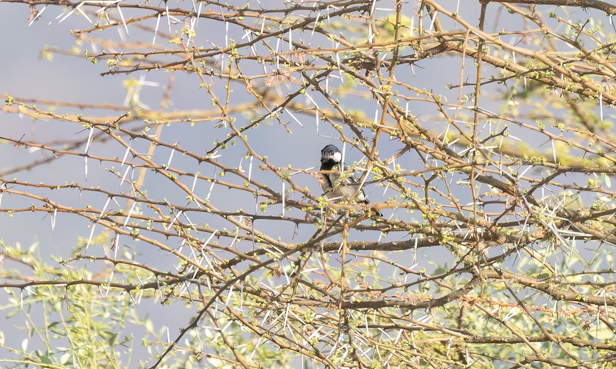 Somali Tit - ML636523664