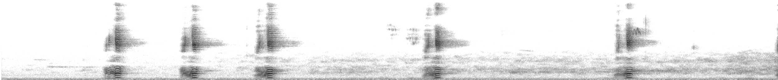 Paradise Shelduck - ML636523729
