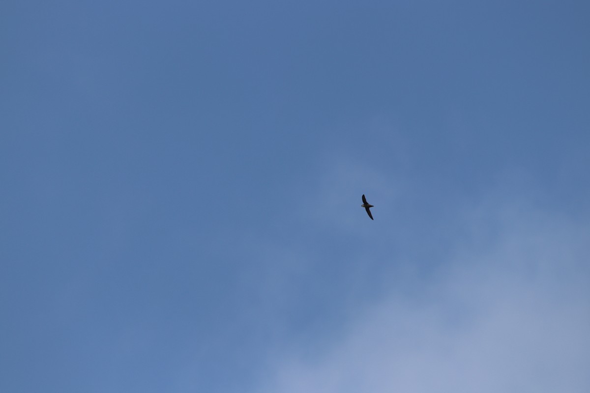 Chimney Swift - ML636523771