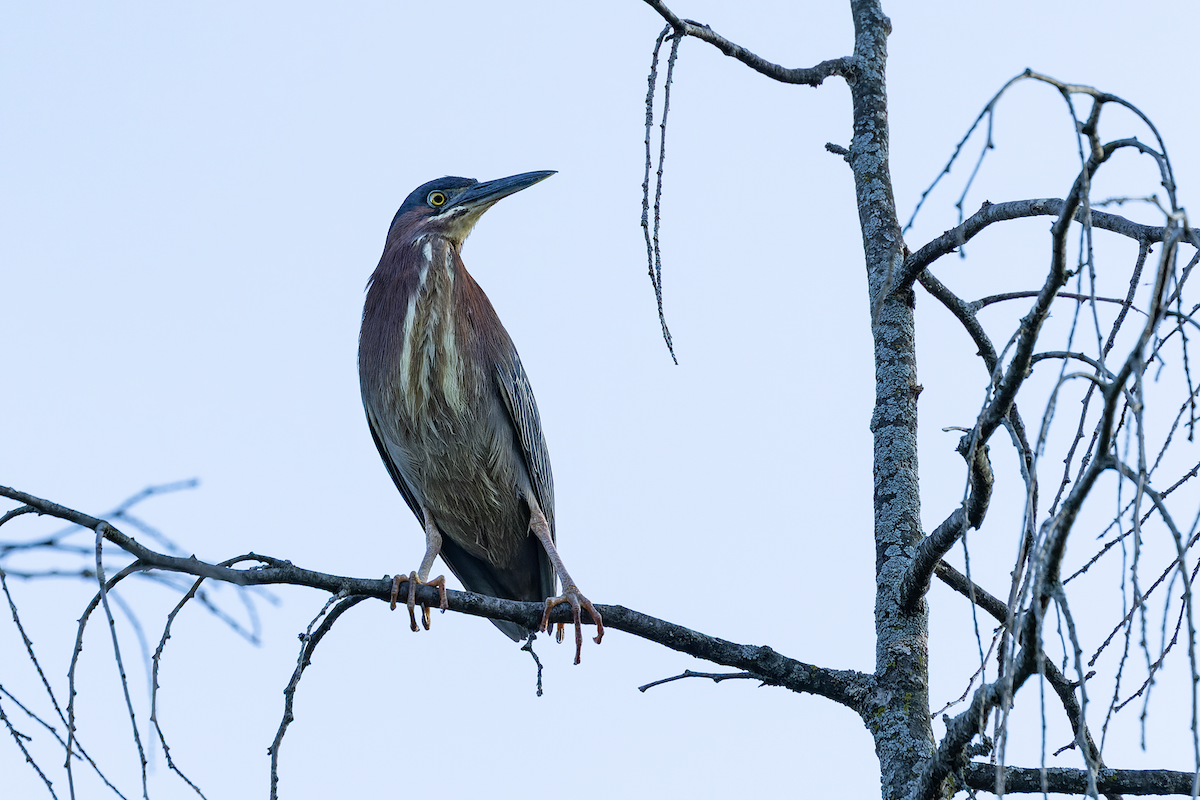 Green Heron - ML636523850