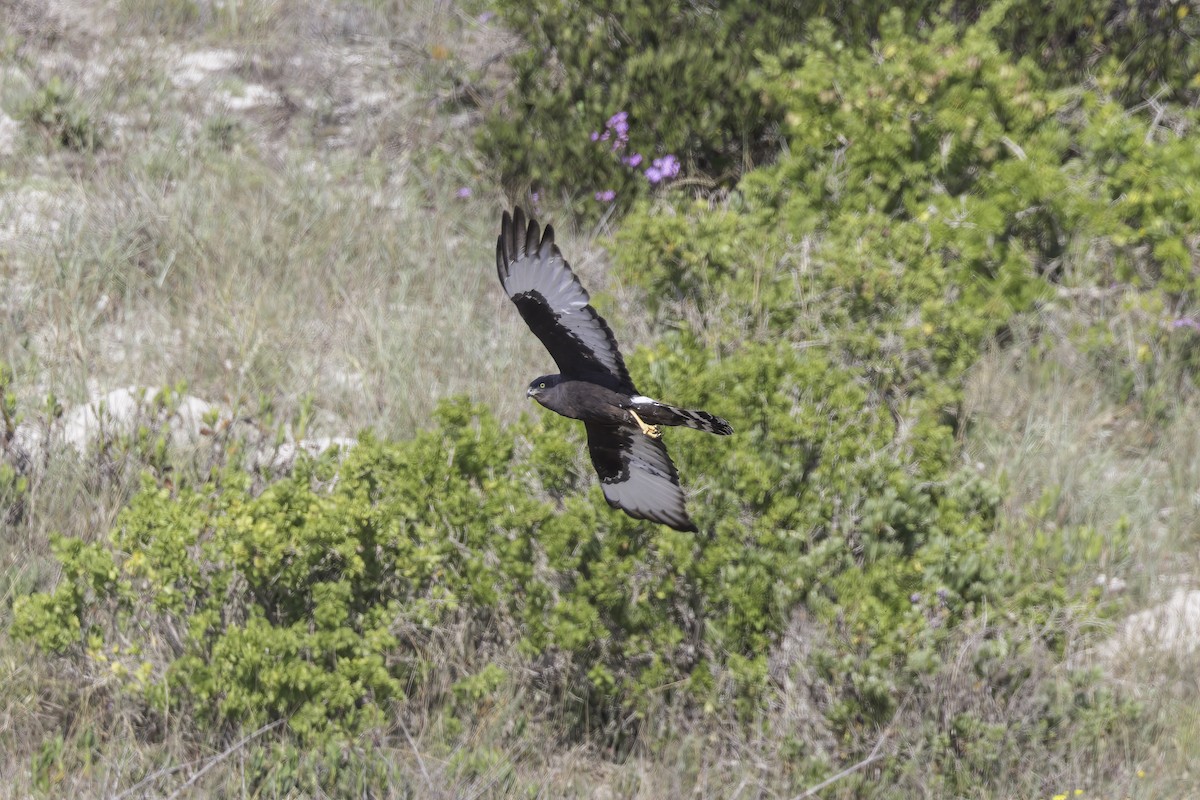 Black Harrier - ML636523910