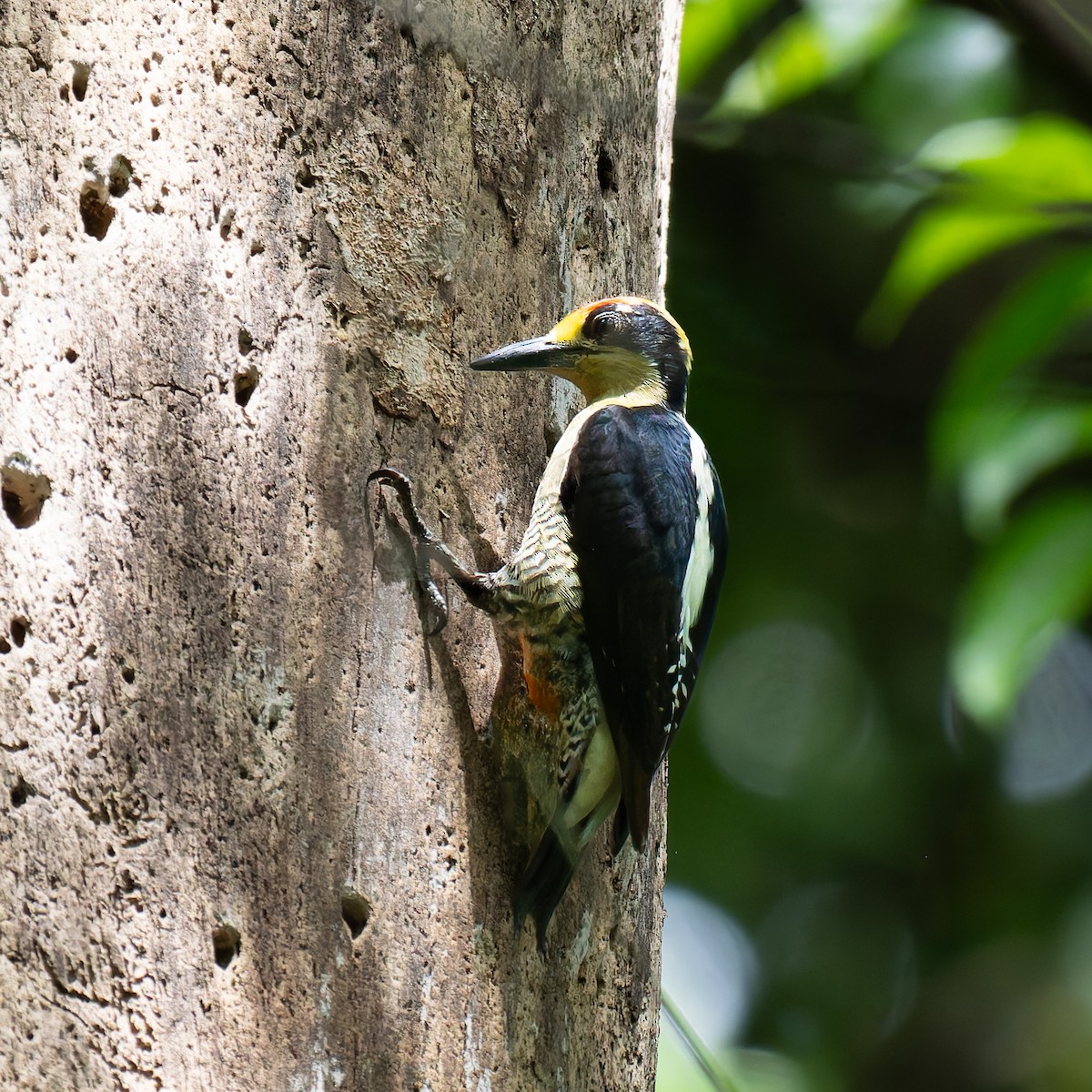 Golden-naped Woodpecker - ML636523968
