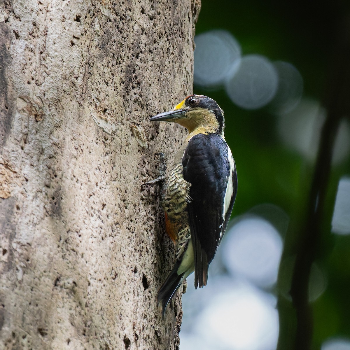 Golden-naped Woodpecker - ML636523969