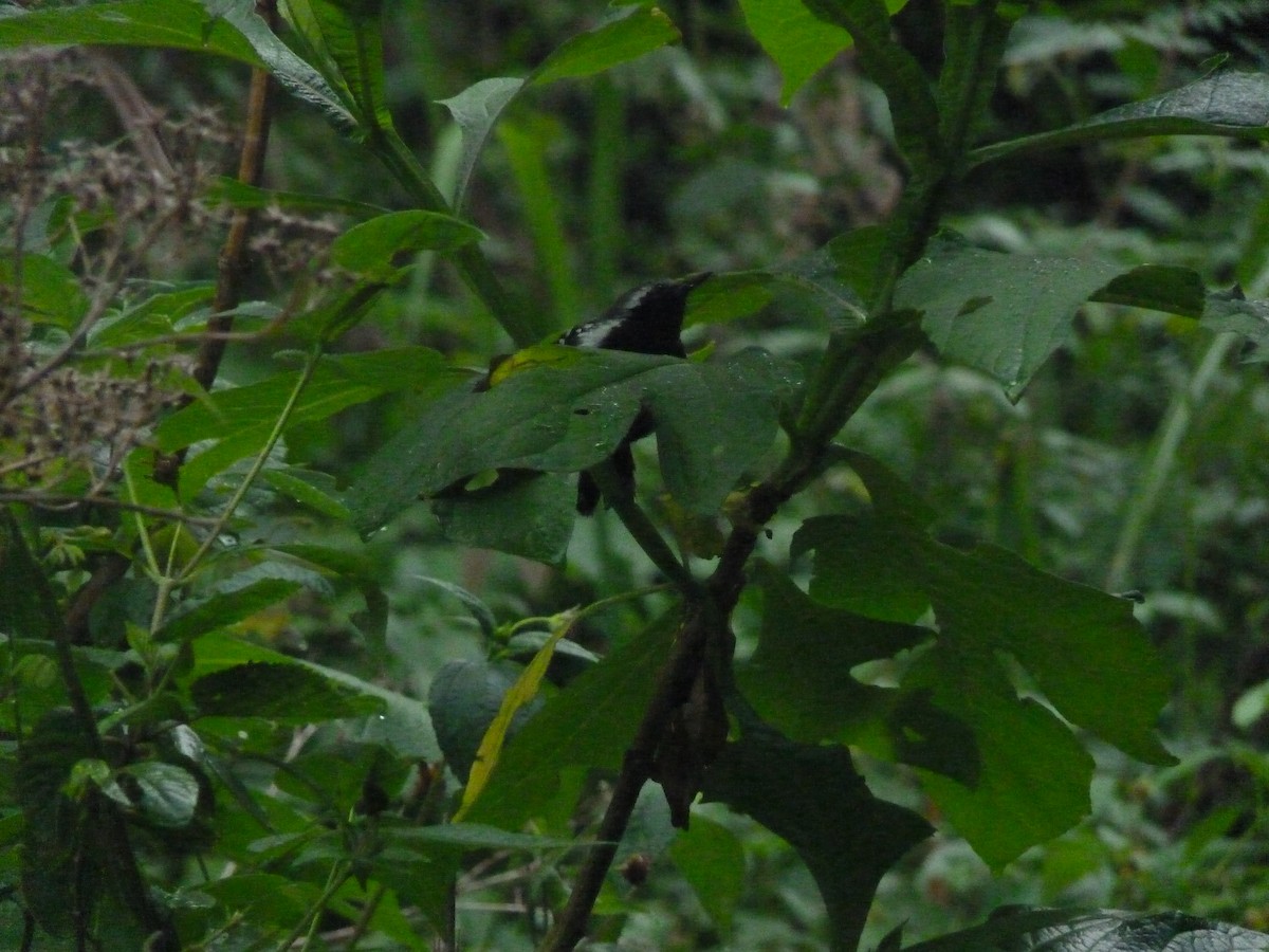 Northern White-fringed Antwren - ML636524007