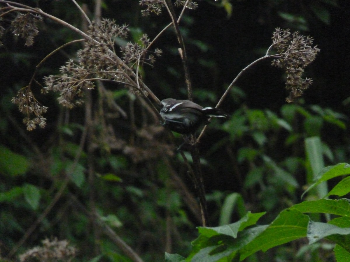 Northern White-fringed Antwren - ML636524008