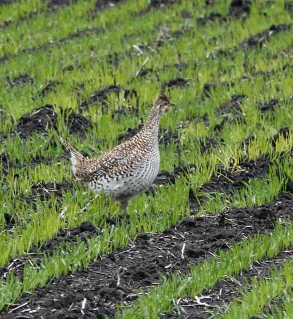 Sharp-tailed Grouse - ML636524063
