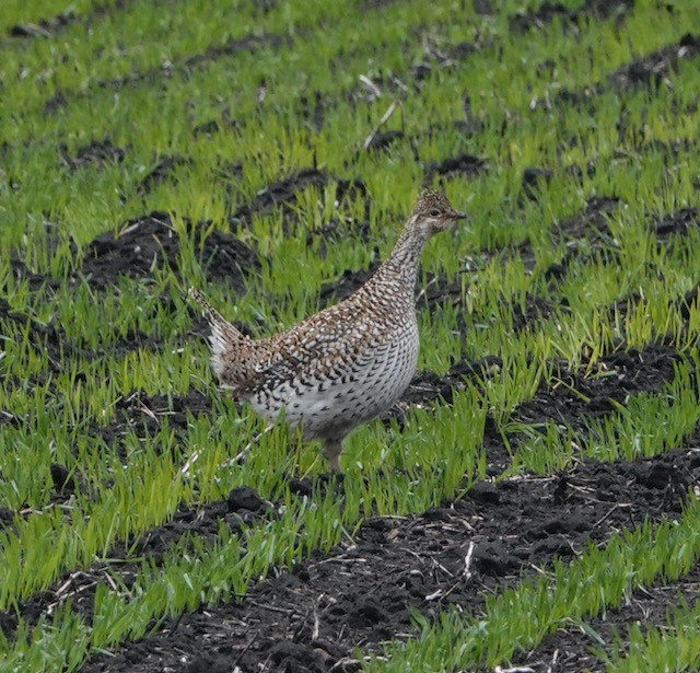 Sharp-tailed Grouse - ML636524064