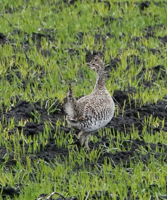 Sharp-tailed Grouse - ML636524065