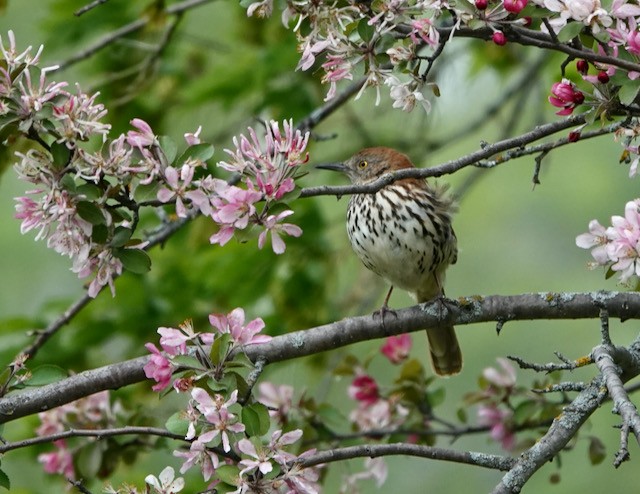 Brown Thrasher - ML636524203