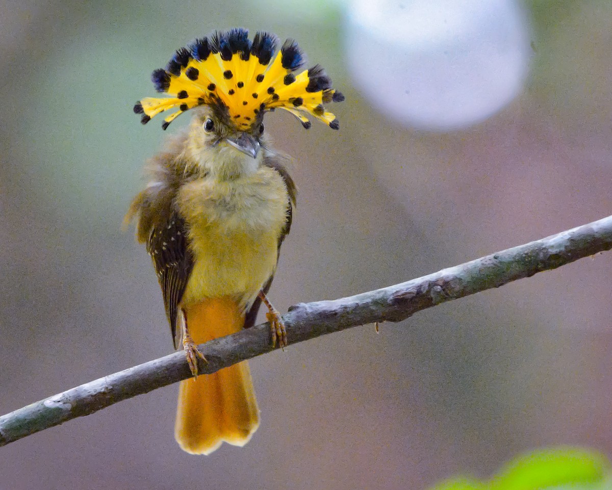 Tropical Royal Flycatcher - ML636524219