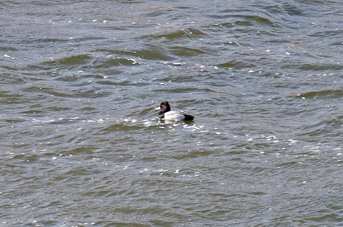 Lesser Scaup - ML636524256