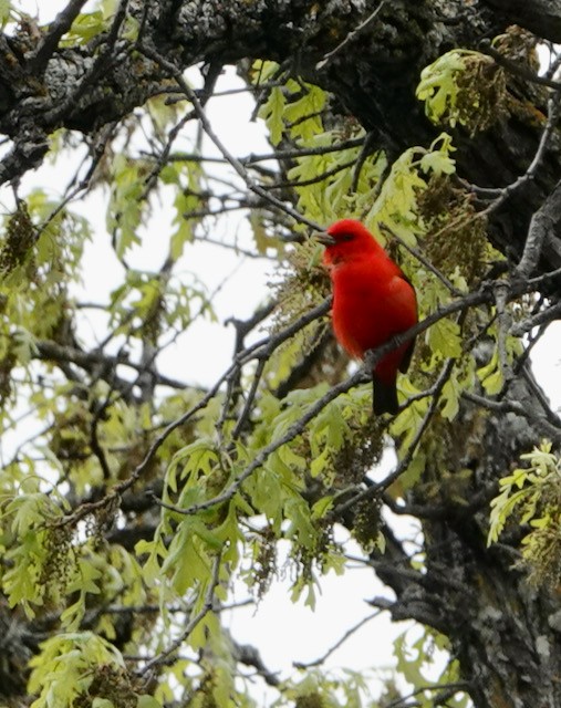 Scarlet Tanager - ML636524272