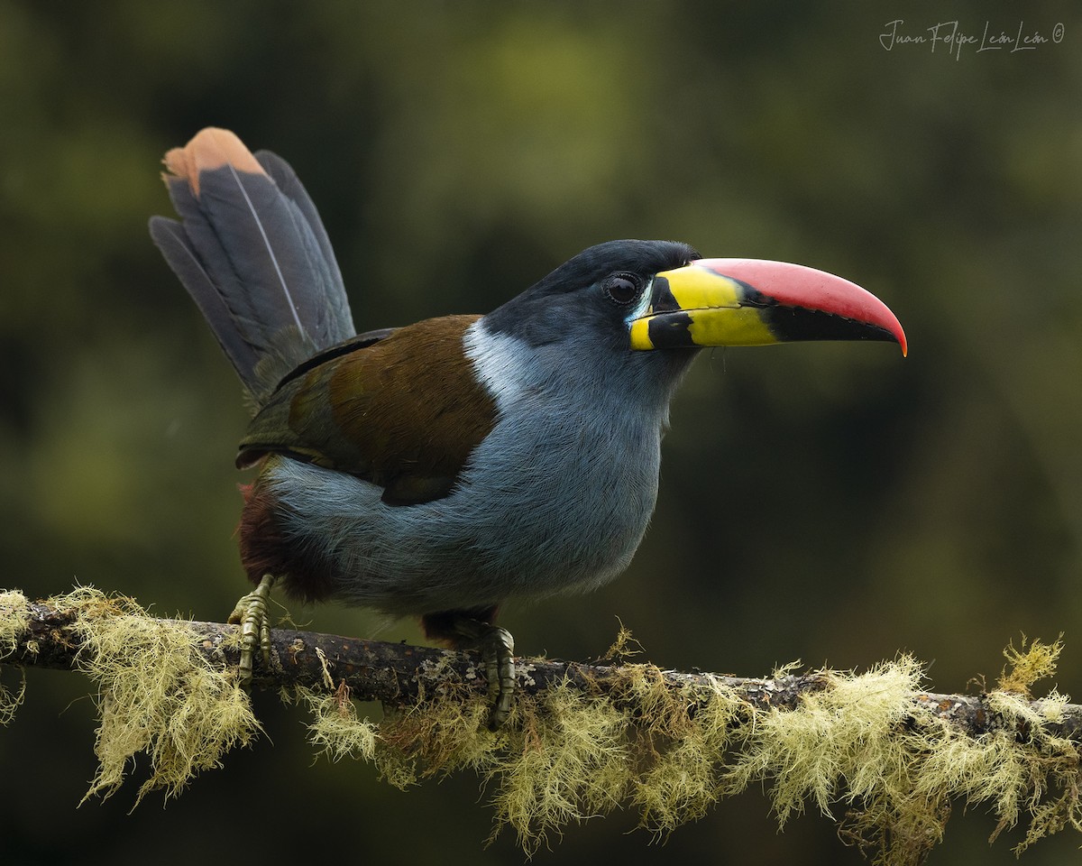 Gray-breasted Mountain-Toucan - ML636524344