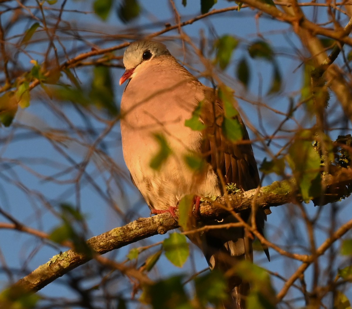 Blue-spotted Wood-Dove - ML636524356