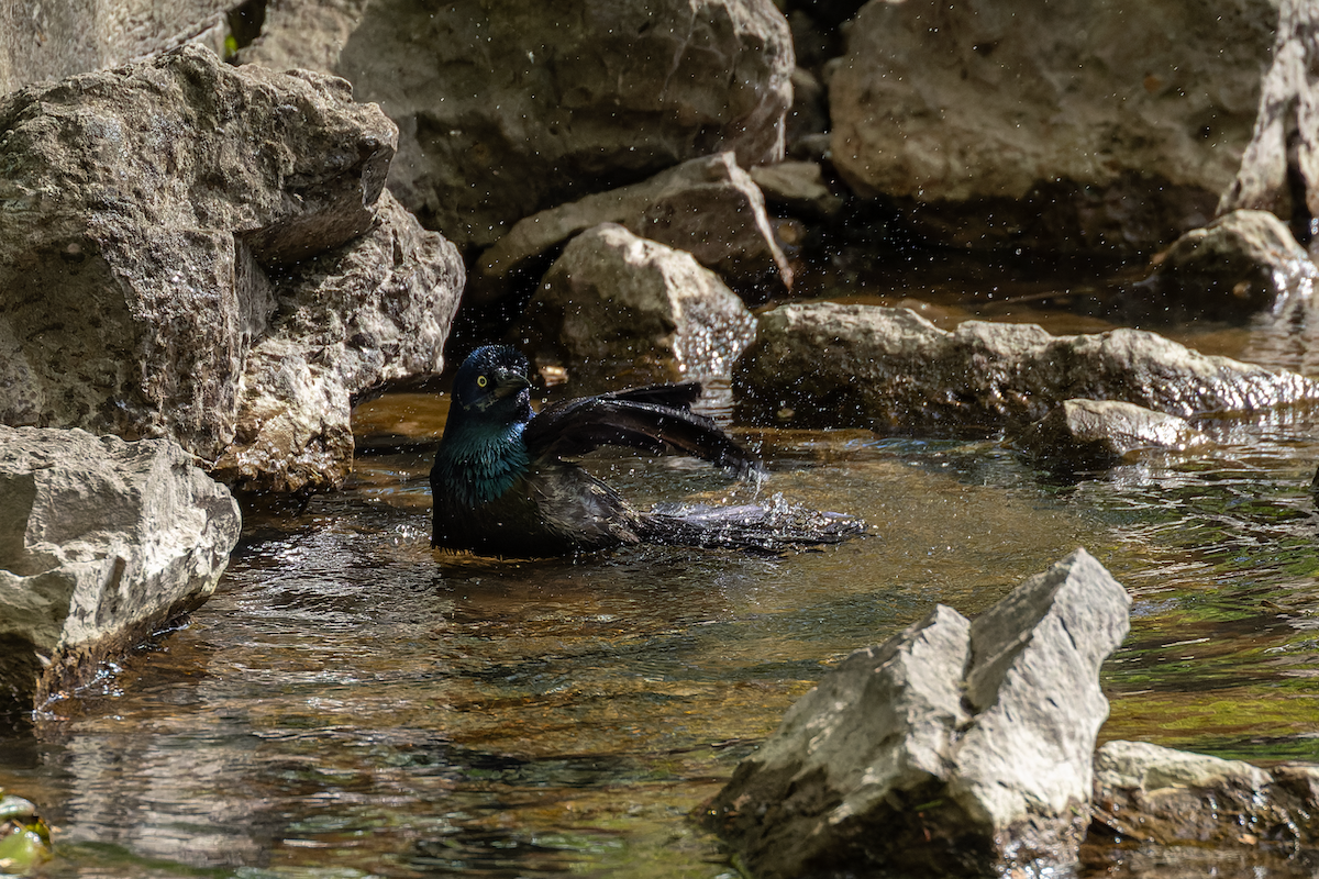 Common Grackle - ML636524370