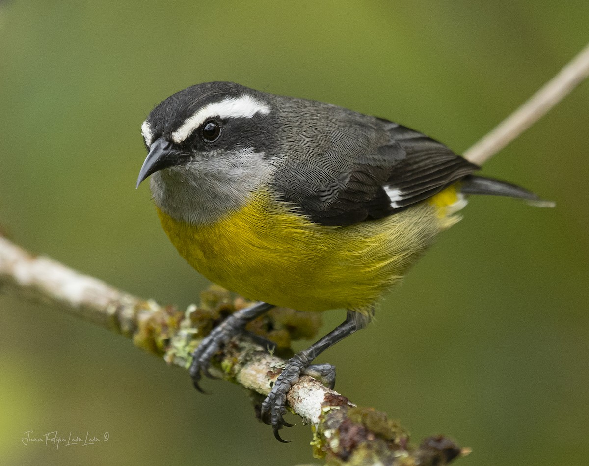 Bananaquit - ML636524377