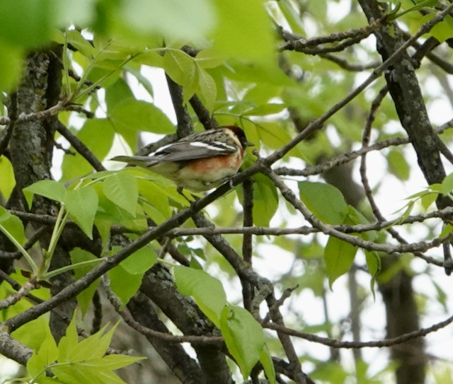 Bay-breasted Warbler - ML636524396
