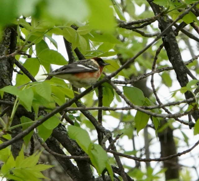 Bay-breasted Warbler - ML636524397