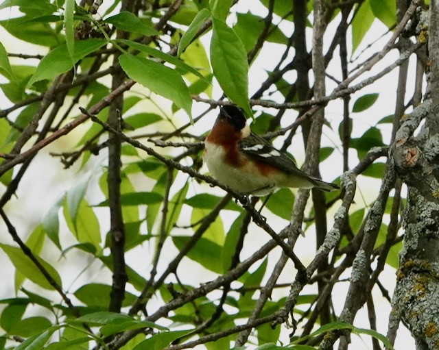 Bay-breasted Warbler - ML636524398
