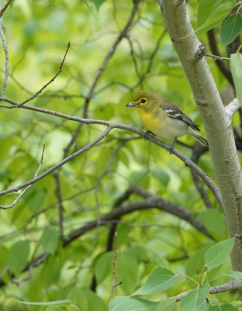 Yellow-throated Vireo - ML636524468