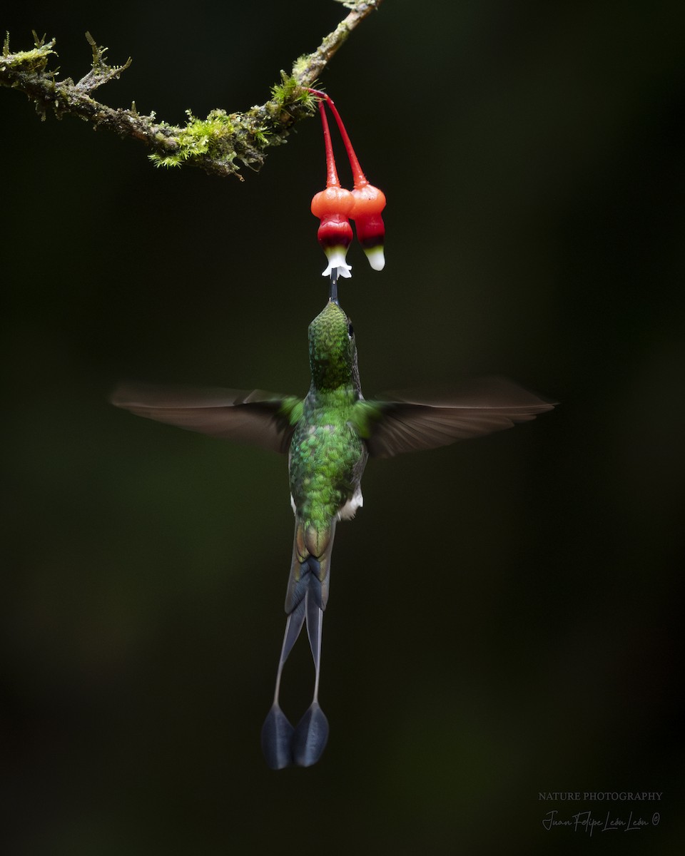 White-booted Racket-tail - ML636524479