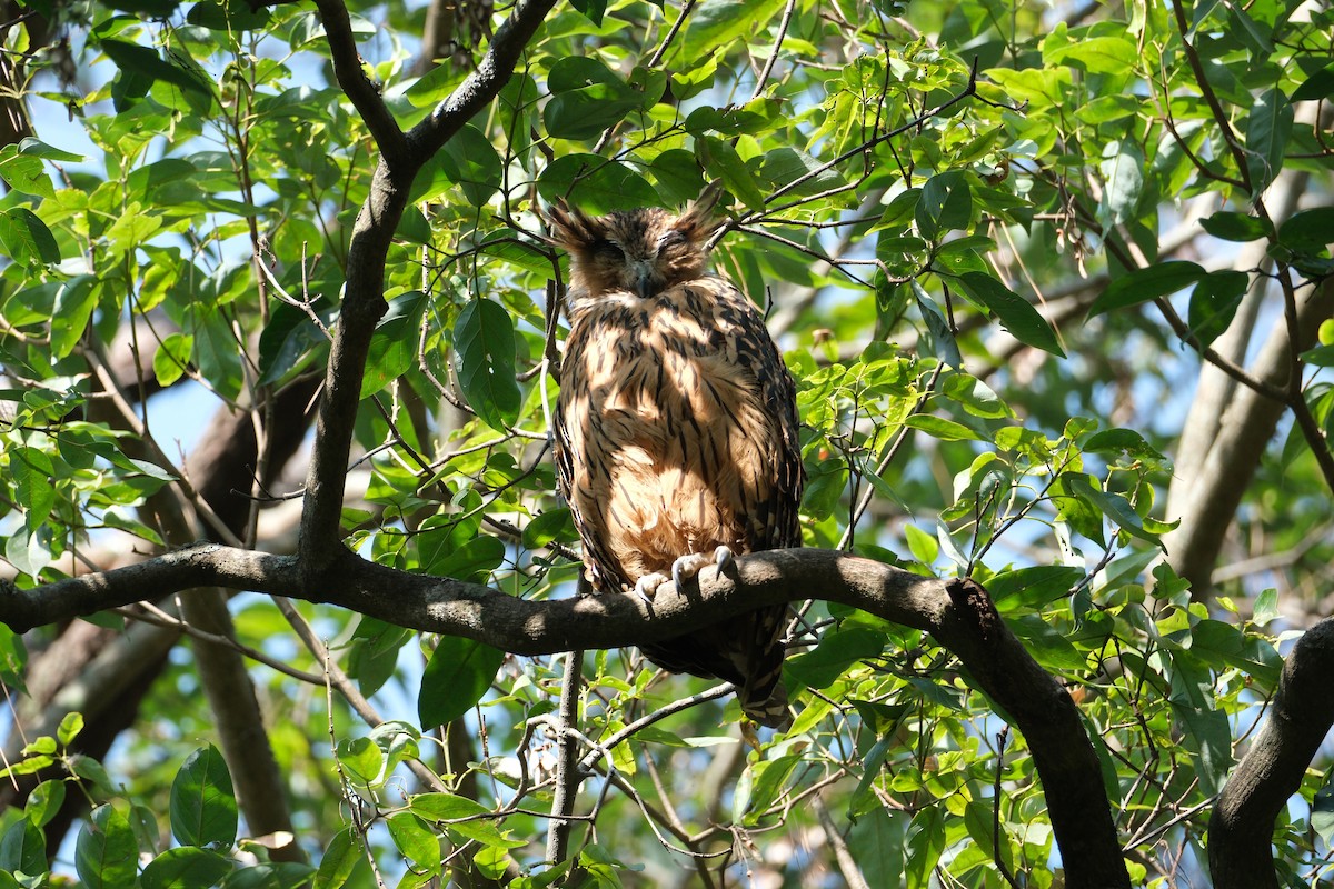 Tawny Fish-Owl - ML636524490