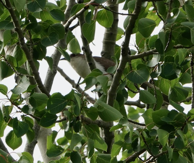 Black-billed Cuckoo - ML636524512
