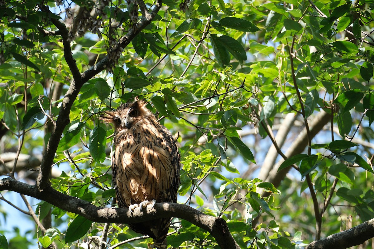 Tawny Fish-Owl - ML636524513