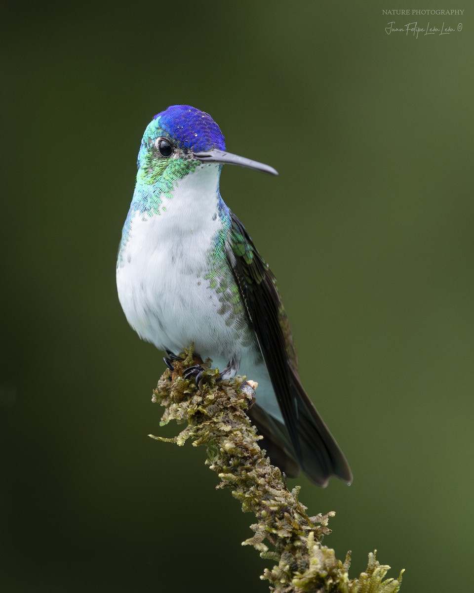 Andean Emerald - ML636524518