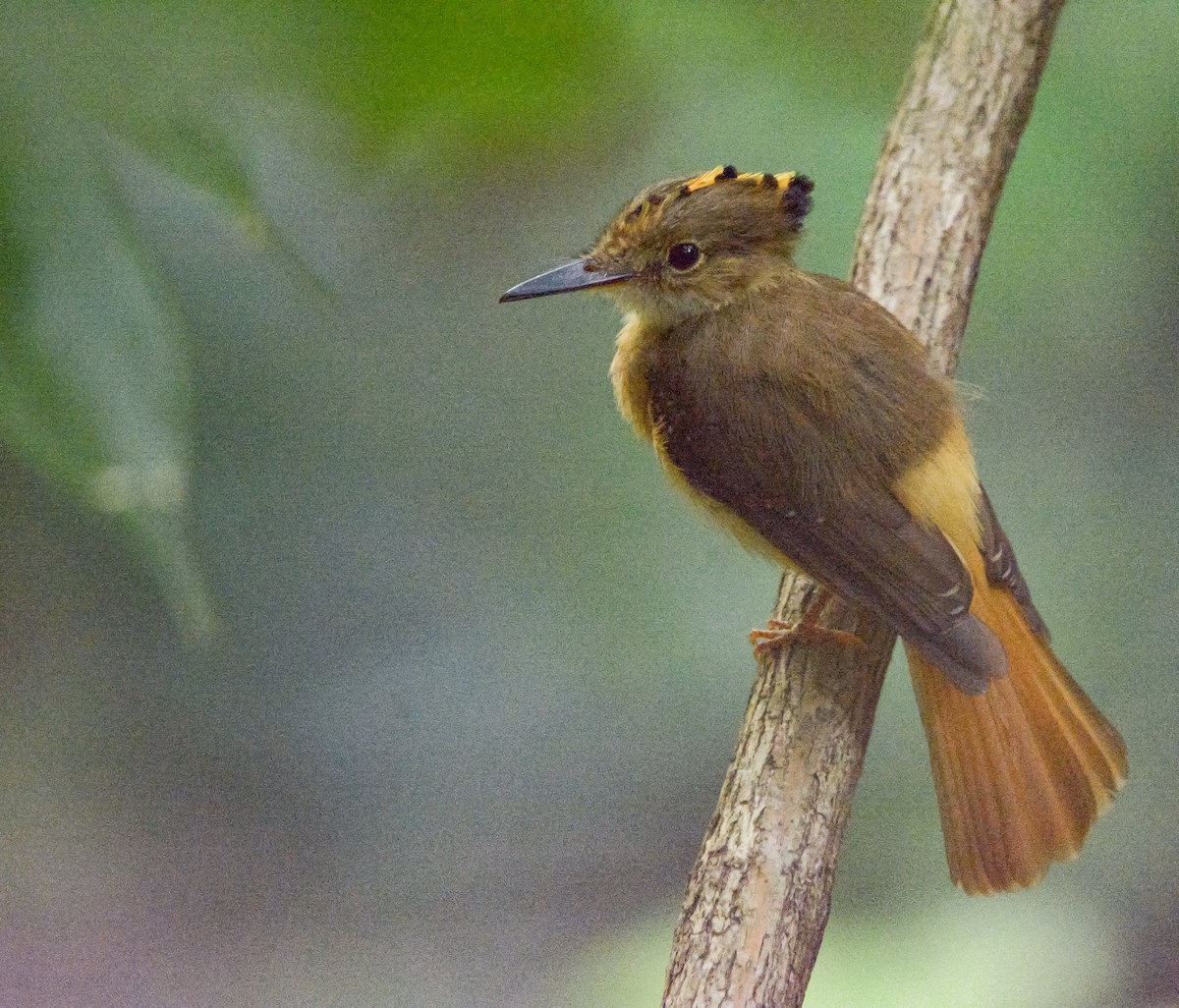 Tropical Royal Flycatcher - ML636524530