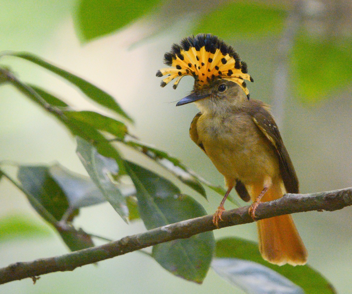 Tropical Royal Flycatcher - ML636524542