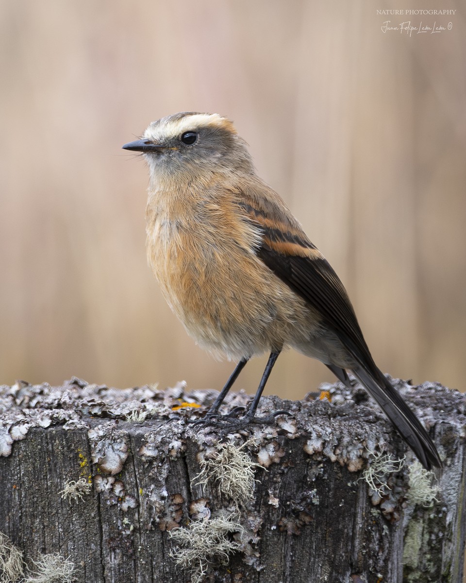 Brown-backed Chat-Tyrant - ML636524563