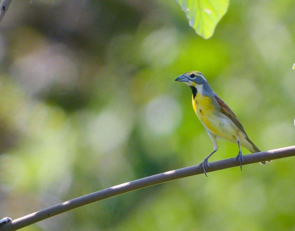 Dickcissel - ML636524585