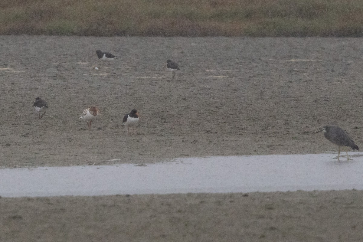 South Island Oystercatcher - ML636524619