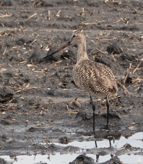 Marbled Godwit - ML636524620
