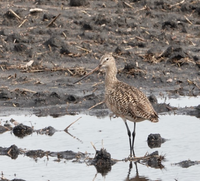 Marbled Godwit - ML636524621