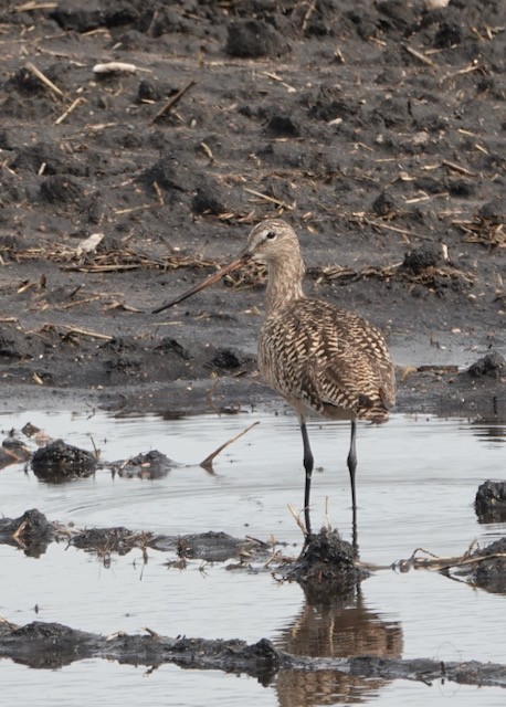 Marbled Godwit - ML636524622